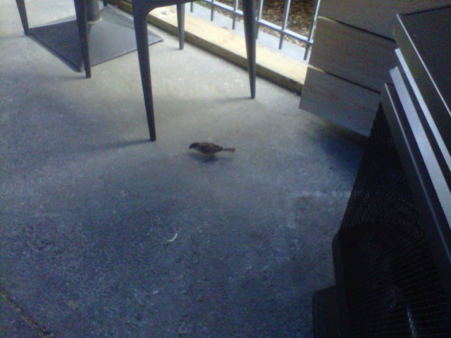 IMG00279-20110614-2000.jpg